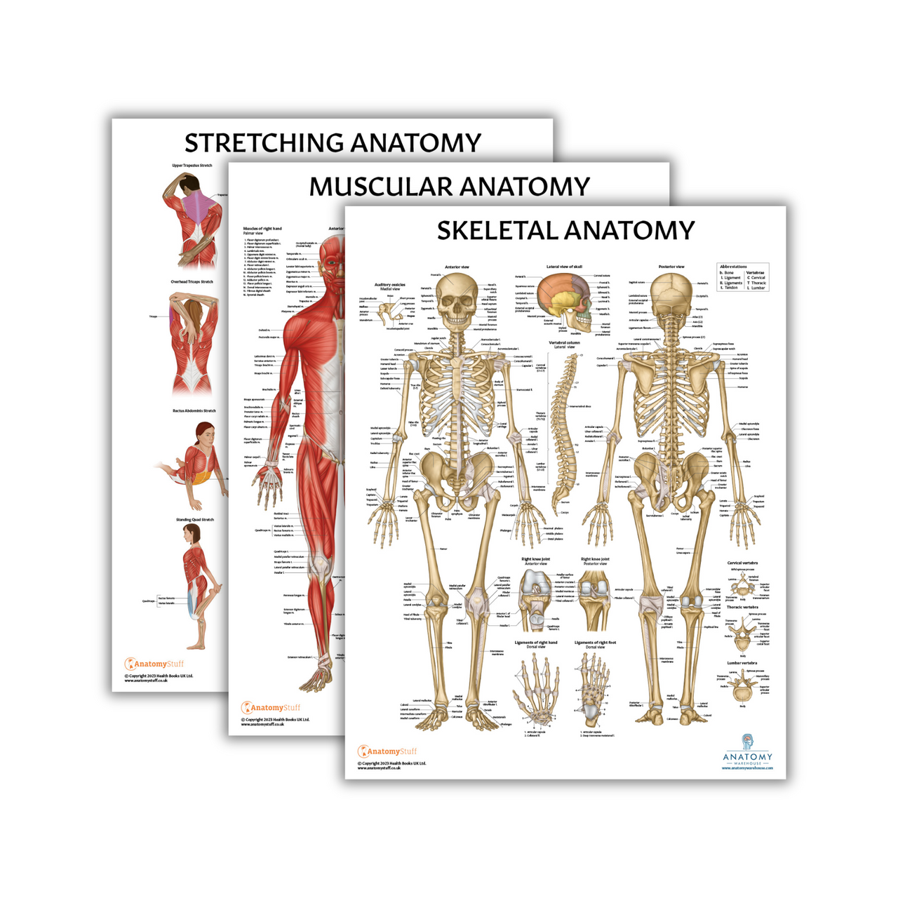 The Anatomy Lab Skeletal and Muscular System with Stretching Fitness Laminated Poster Set