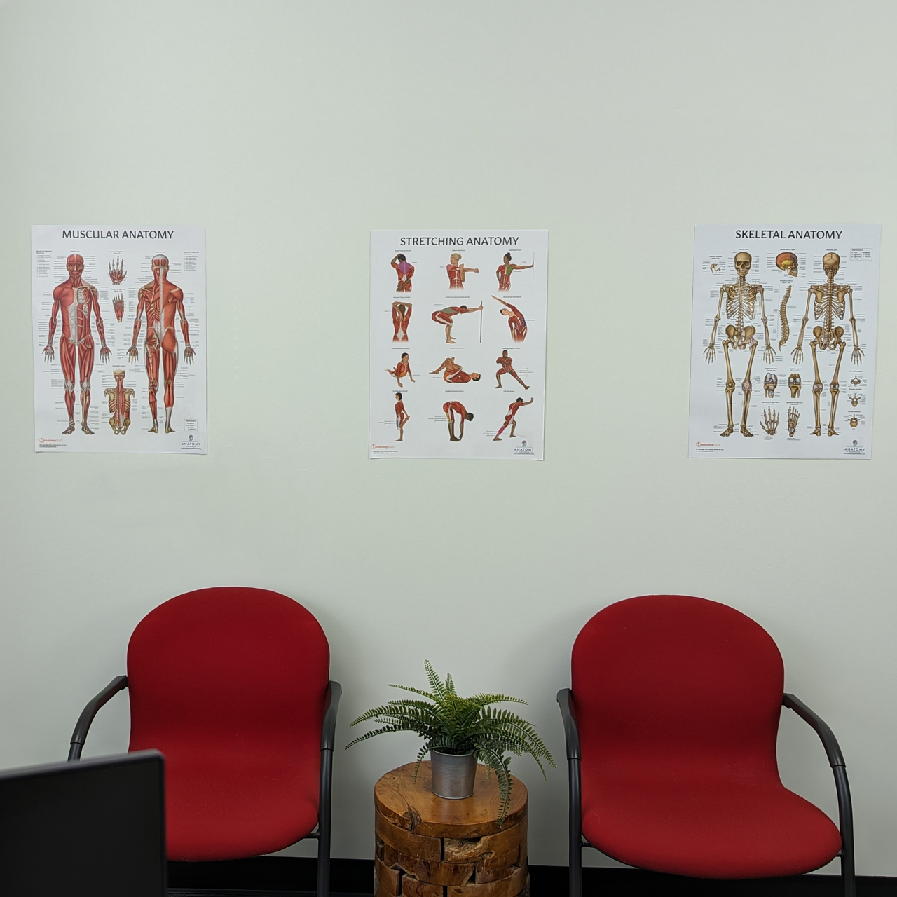 The Anatomy Lab Skeletal and Muscular System with Stretching Fitness Laminated Poster Set