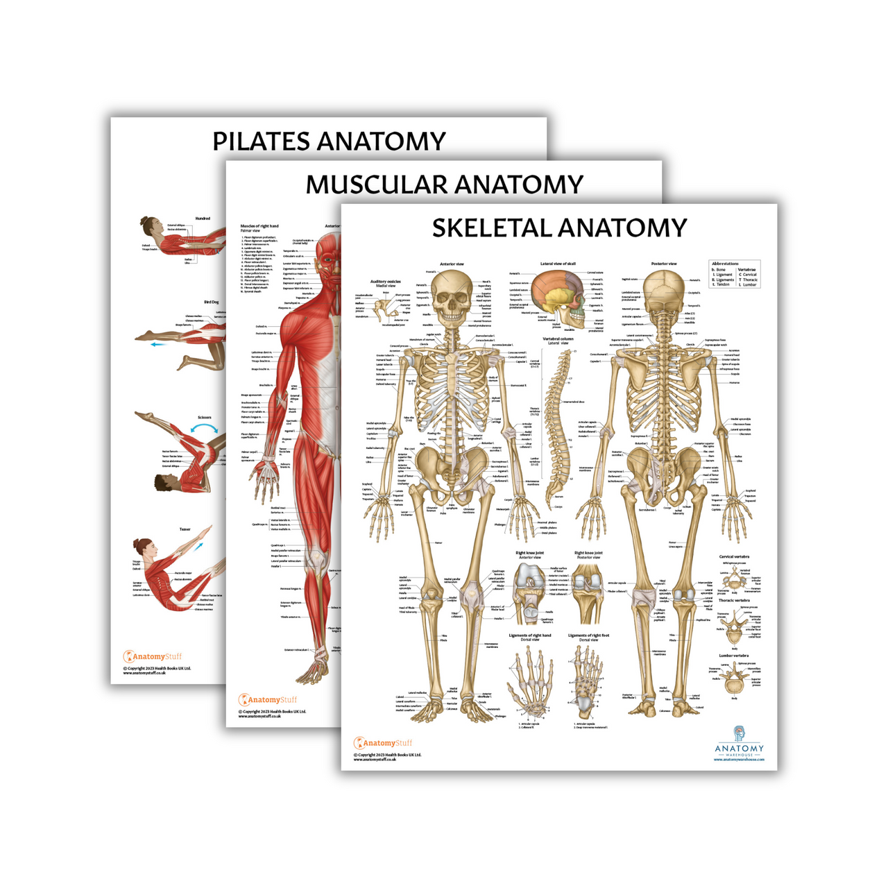 The Anatomy Lab Skeletal and Muscular System with Pilates Fitness Laminated Poster Set
