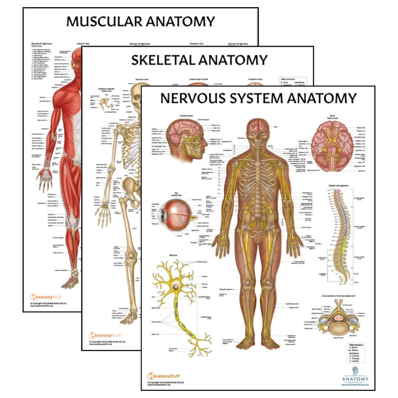 The Anatomy Lab Skeletal, Muscular, and Nervous System Laminated Poster Set