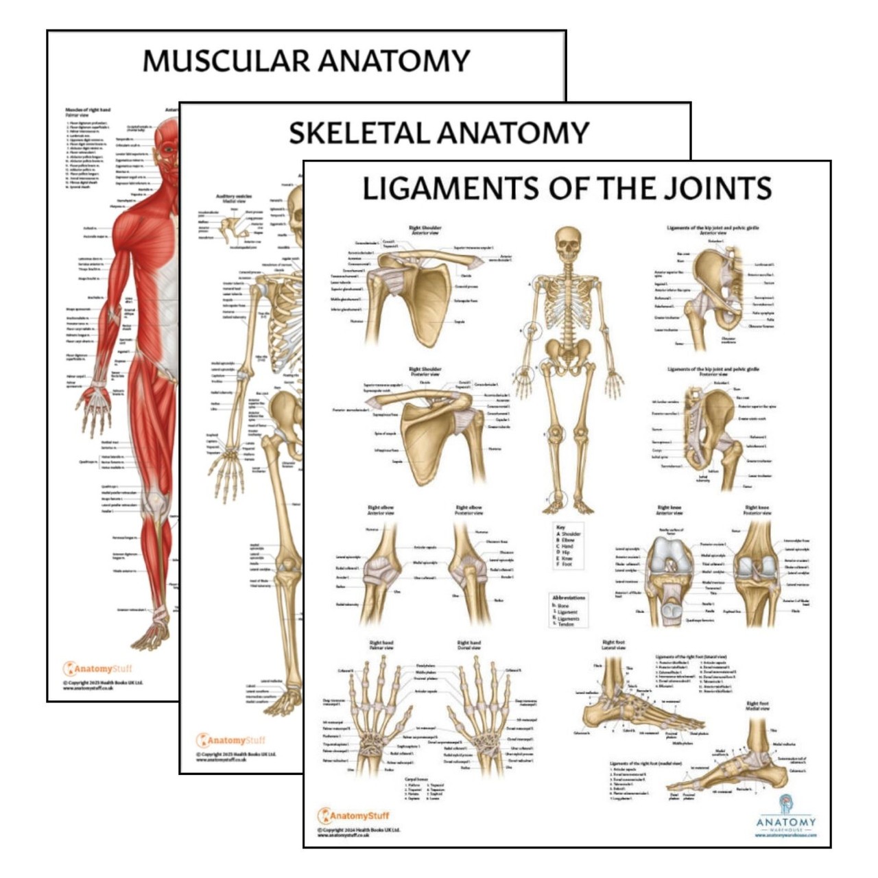 The Anatomy Lab Skeletal and Muscular System with Ligaments of the Joints Laminated Poster Set