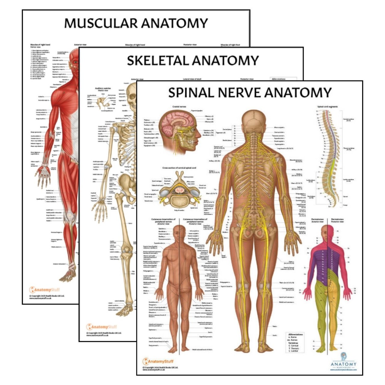 The Anatomy Lab Skeletal and Muscular System with Spinal Nerves Laminated Poster Set