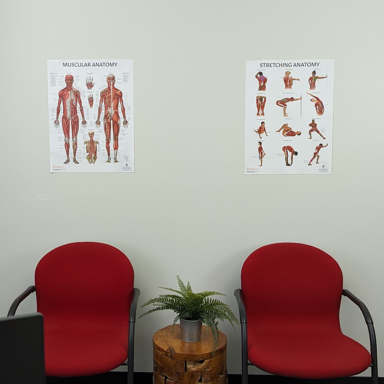 The Anatomy Lab Muscular System and Stretching Fitness Laminated Poster Set