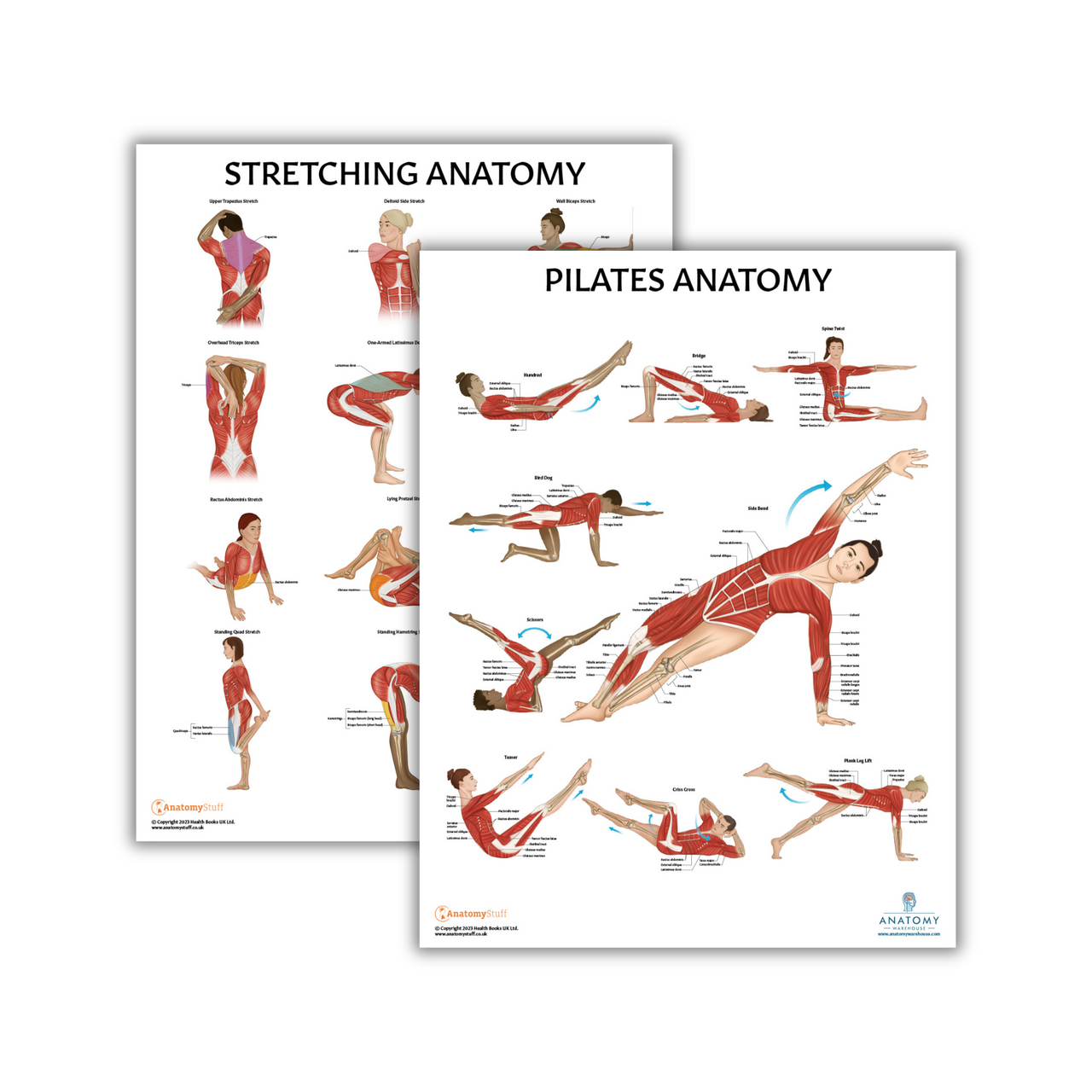 The Anatomy Lab Stretching and Pilates Fitness Laminated Poster Set