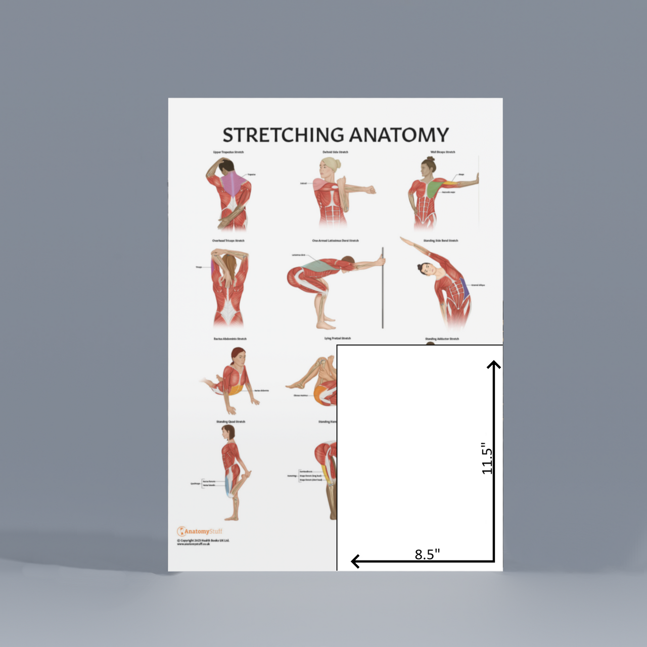 The Anatomy Lab Stretching and Pilates Fitness Laminated Poster Set