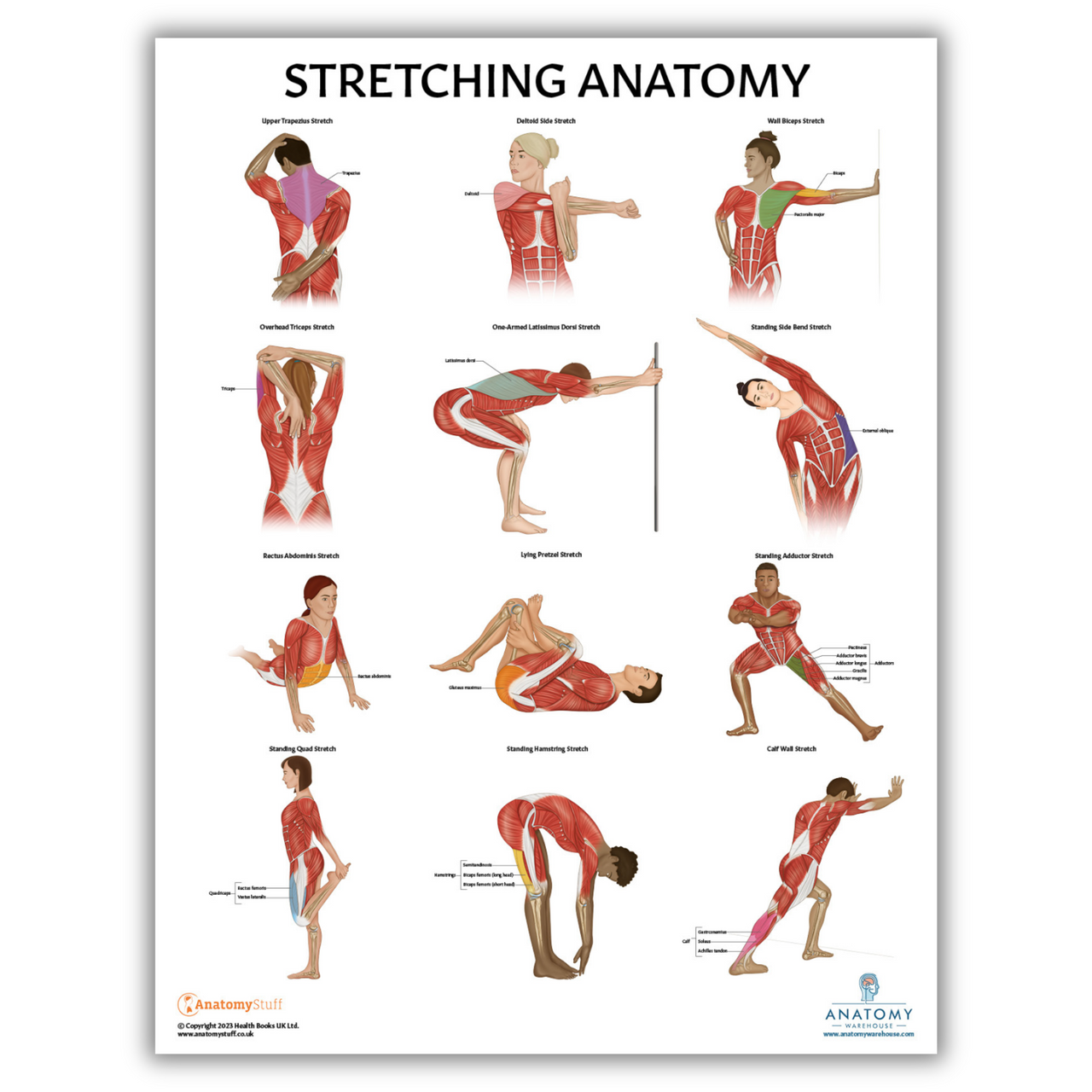 The Anatomy Lab Stretching and Yoga Fitness Laminated Poster Set