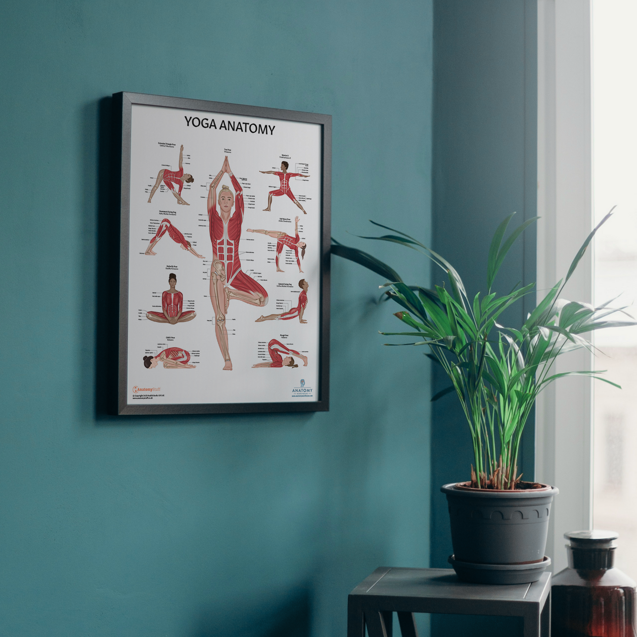 The Anatomy Lab Yoga Fitness Laminated Poster on the wall