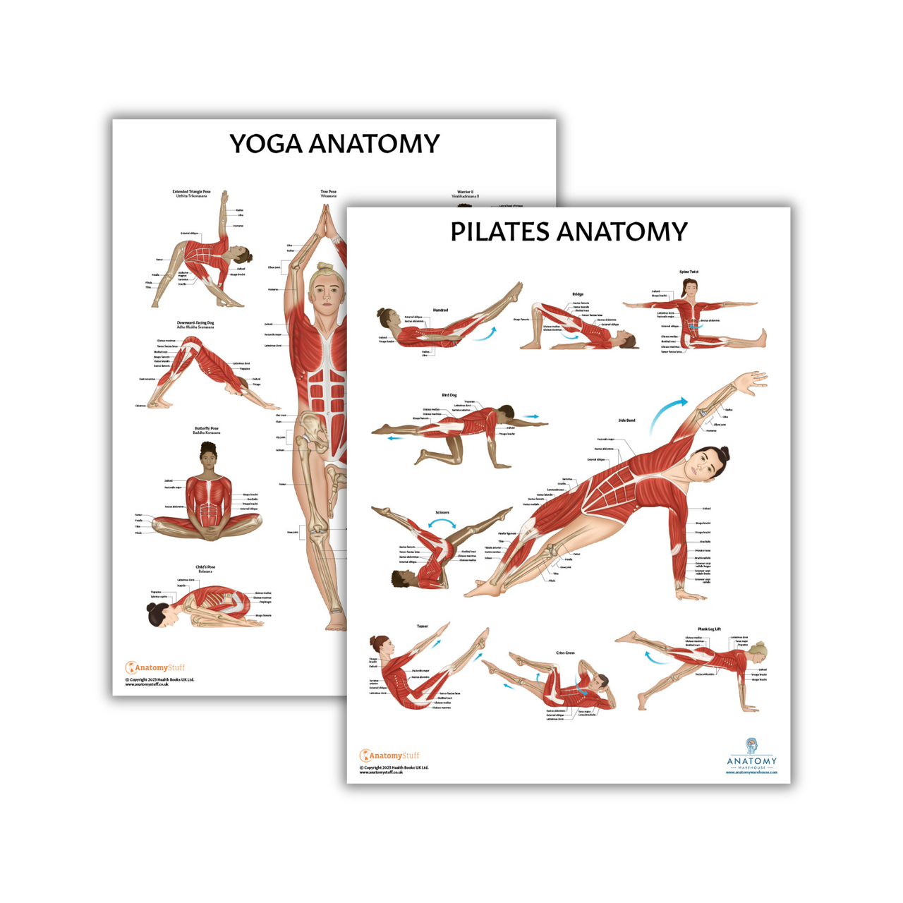 The Anatomy Lab Yoga and Pilates Fitness Laminated Poster Set