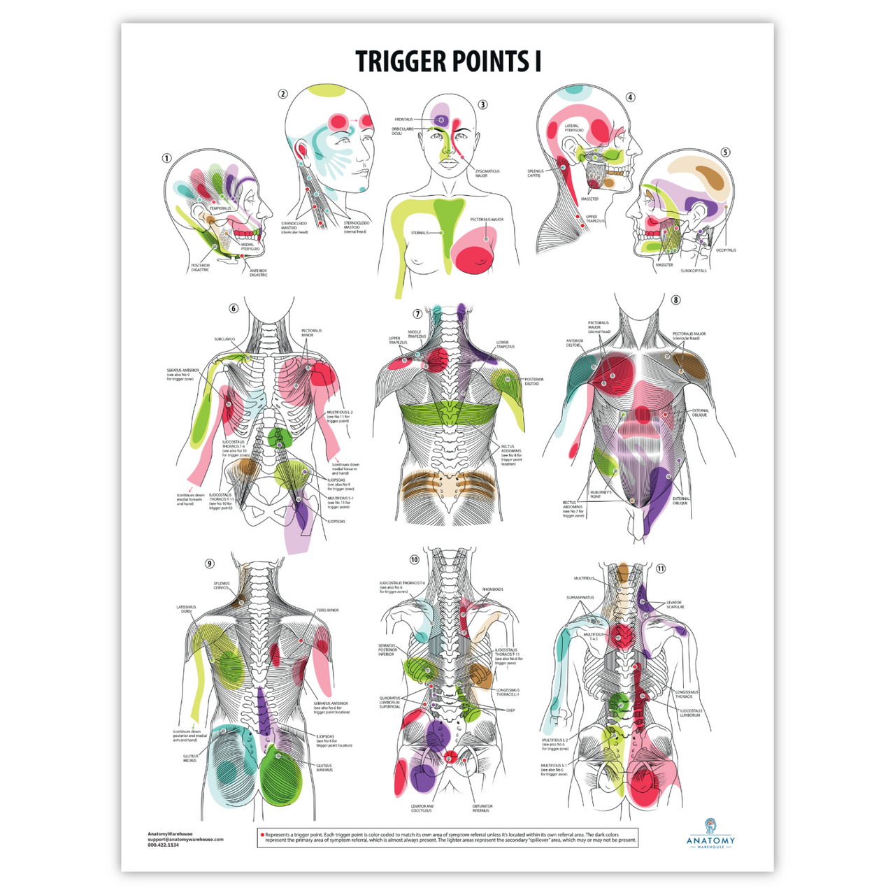 The Anatomy Lab Trigger Points I