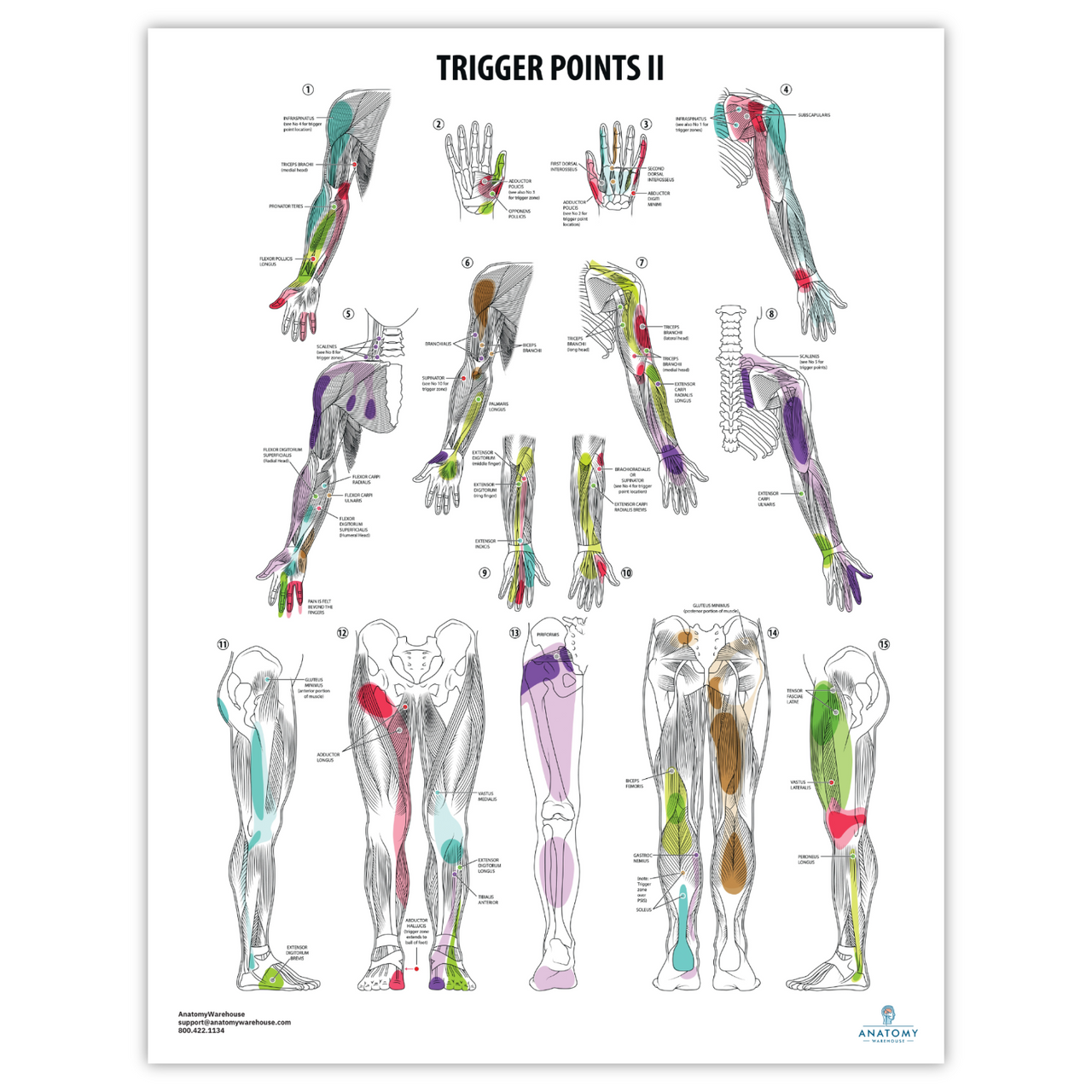 The Anatomy Lab Trigger Points II