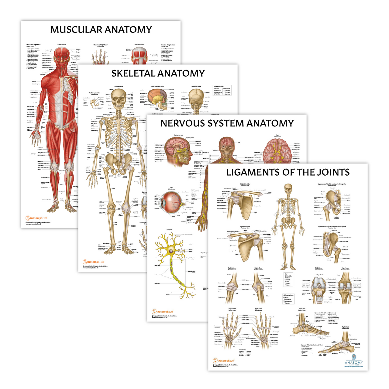 The Anatomy Lab Skeletal, Muscular, and Nervous System with Ligaments of the Joints Laminated Poster Set