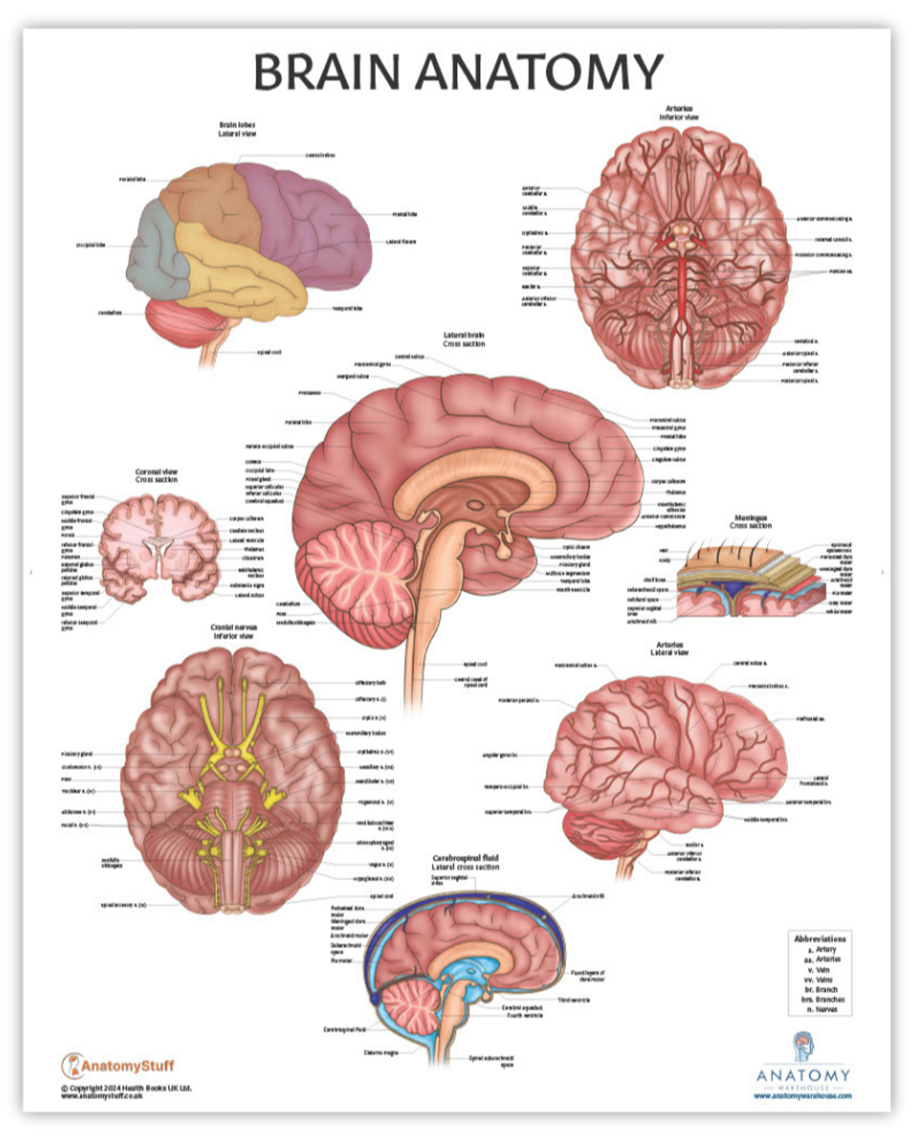 The Anatomy Lab Brain Anatomy Laminated Poster