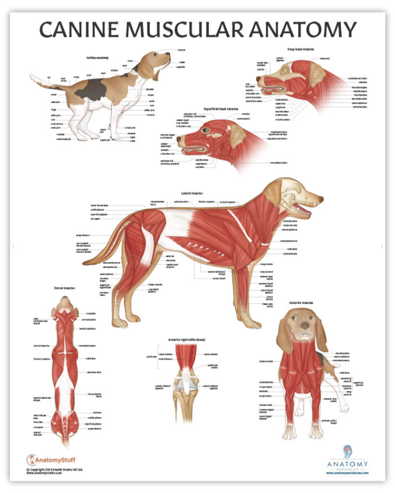 The Anatomy Lab Canine Muscular System Laminated Poster