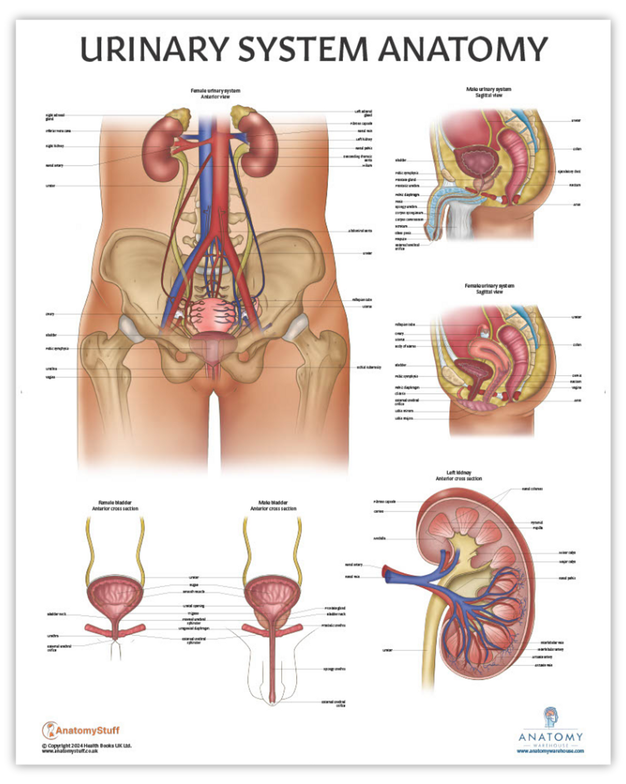 The Anatomy Lab Human Urinary System Laminated Poster