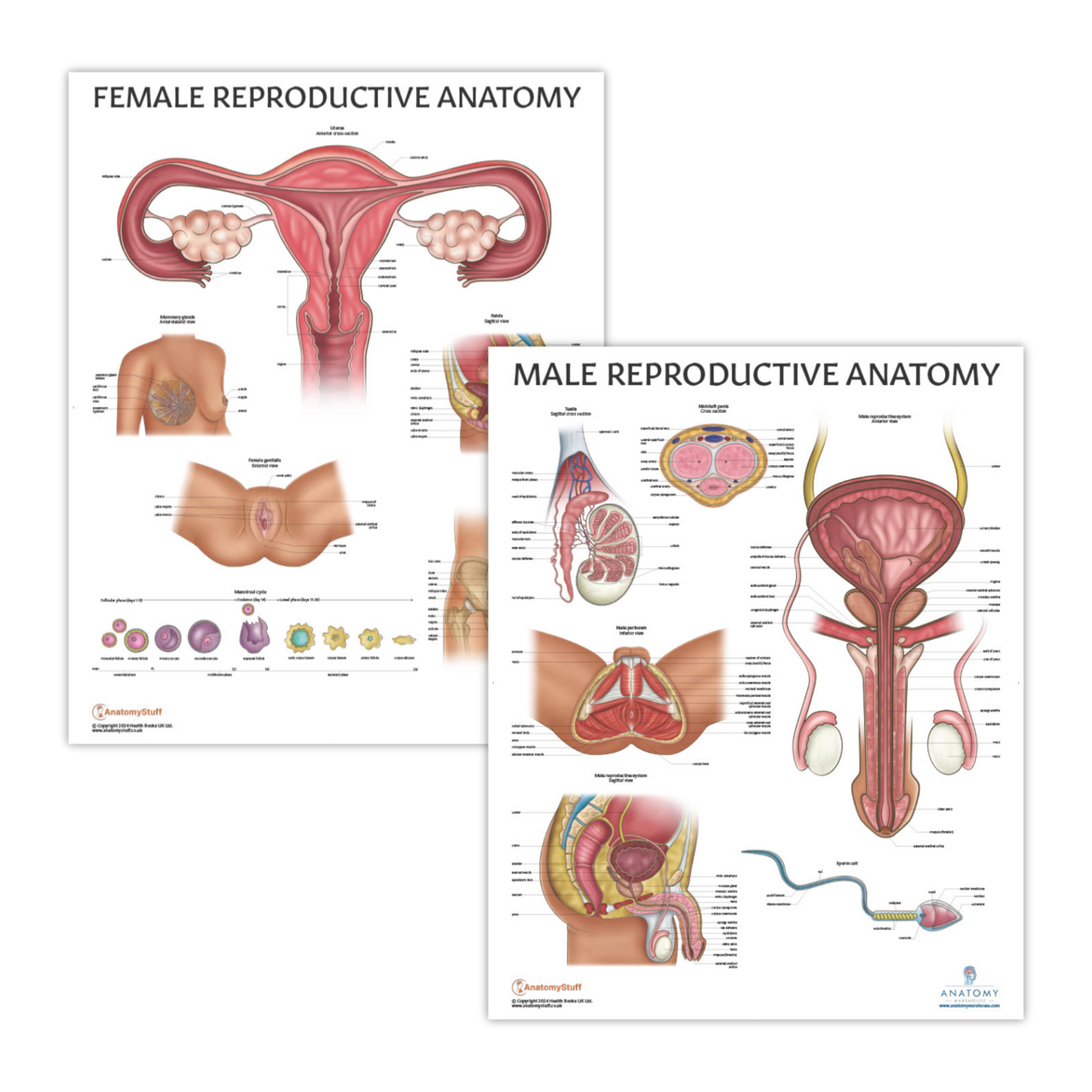 The Anatomy Lab Male and Female Reproductive System Laminated Poster Set