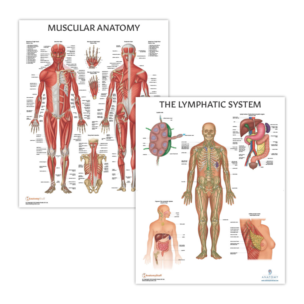 The Anatomy Lab Muscular System and Lymphatic System Laminated Poster Set