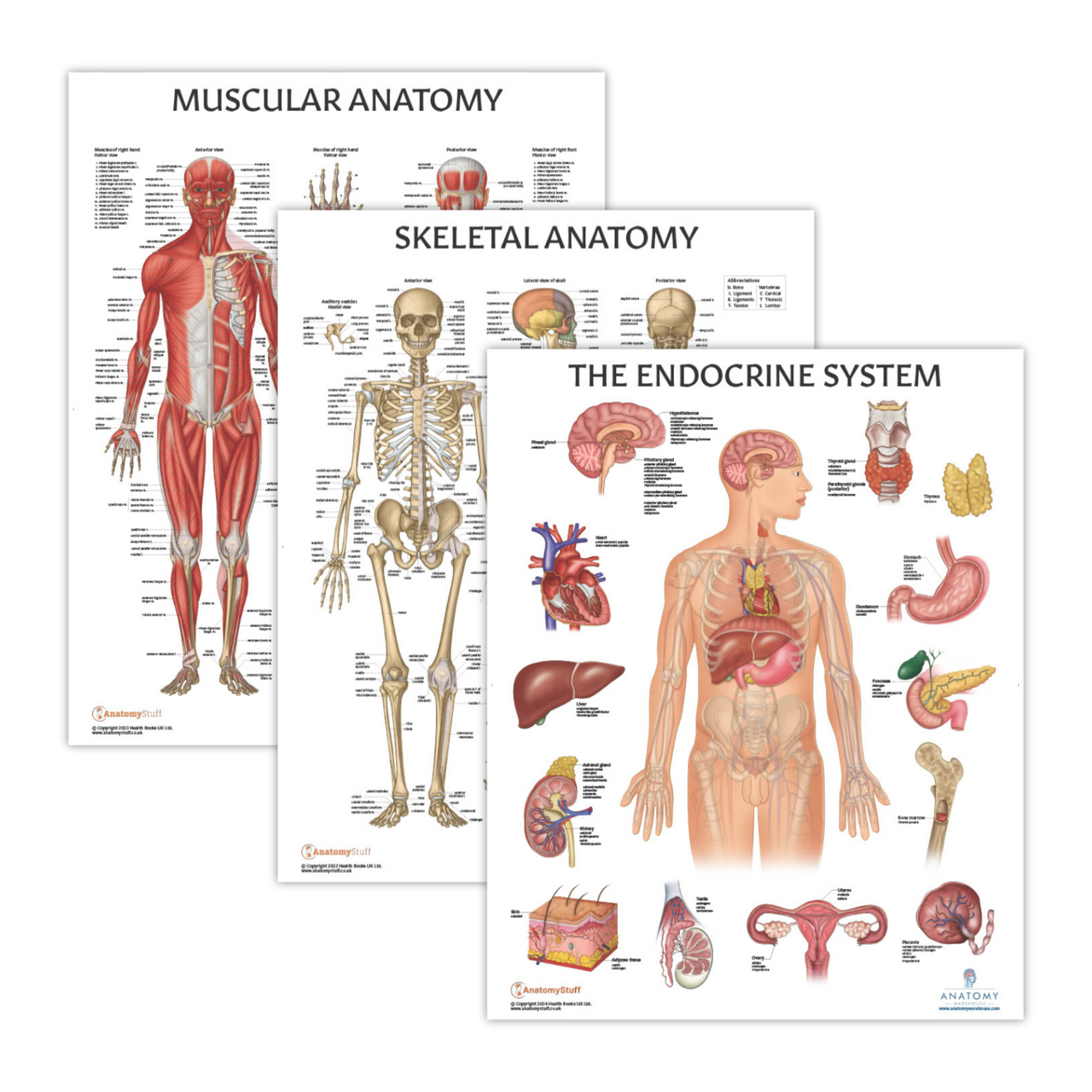 The Anatomy Lab Muscular, Skeletal, and Endocrine System Laminated Poster Set