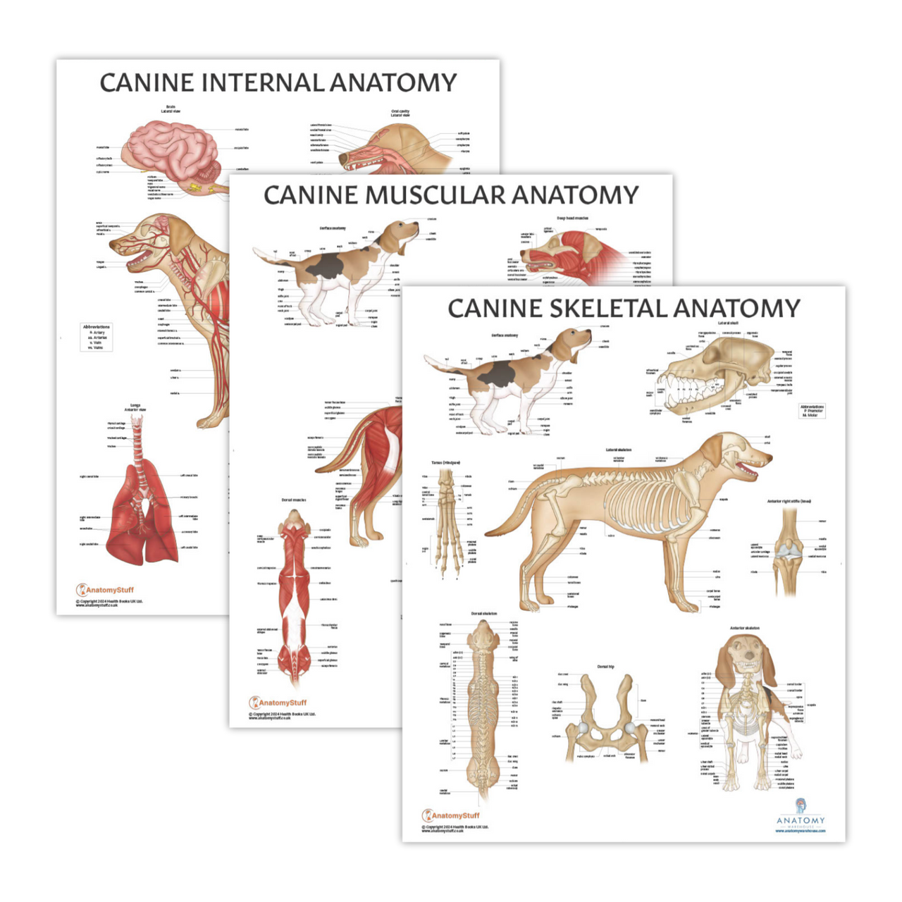 The Anatomy Lab Canine Muscular and Skeletal Systems with Internal Organ Anatomy Laminated Poster Set