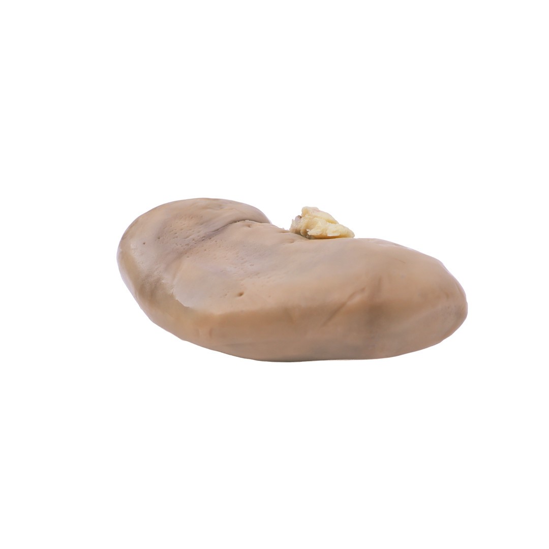 Anatomy Lab Preserved Pig Kidney Specimen, Vacuum Packed