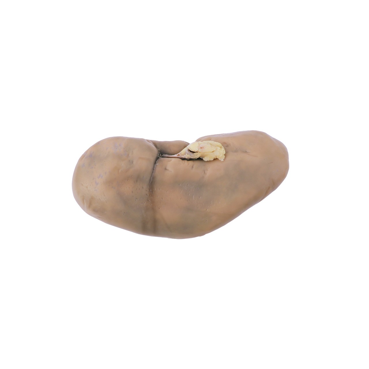 Anatomy Lab Preserved Pig Kidney Specimen, Vacuum Packed