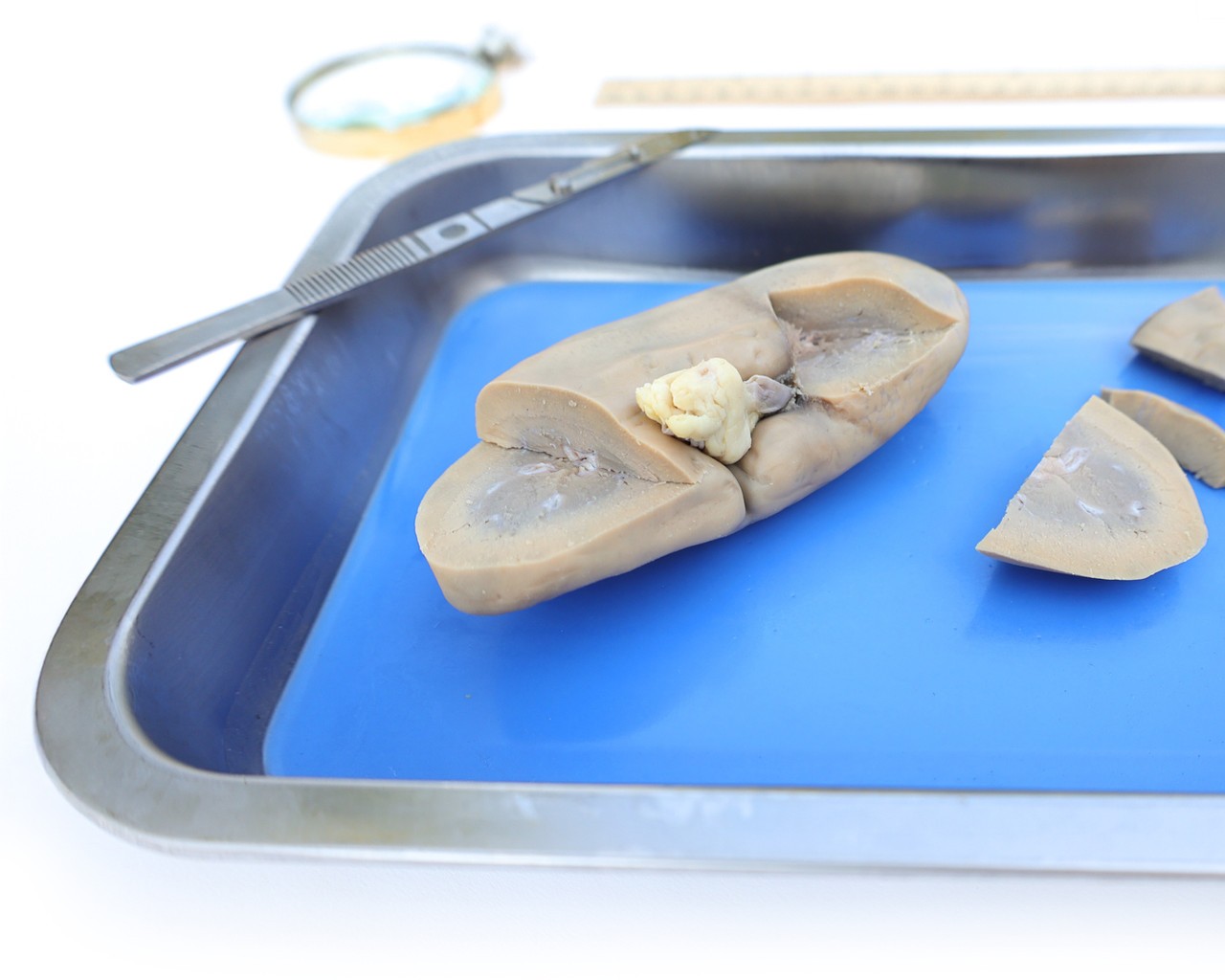 Anatomy Lab Preserved Pig Kidney Specimen, Vacuum Packed