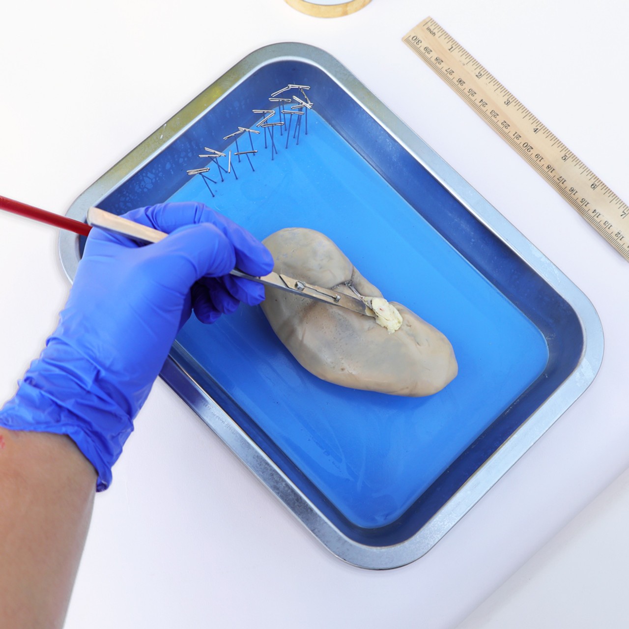 Anatomy Lab Preserved Pig Kidney Specimen, Vacuum Packed