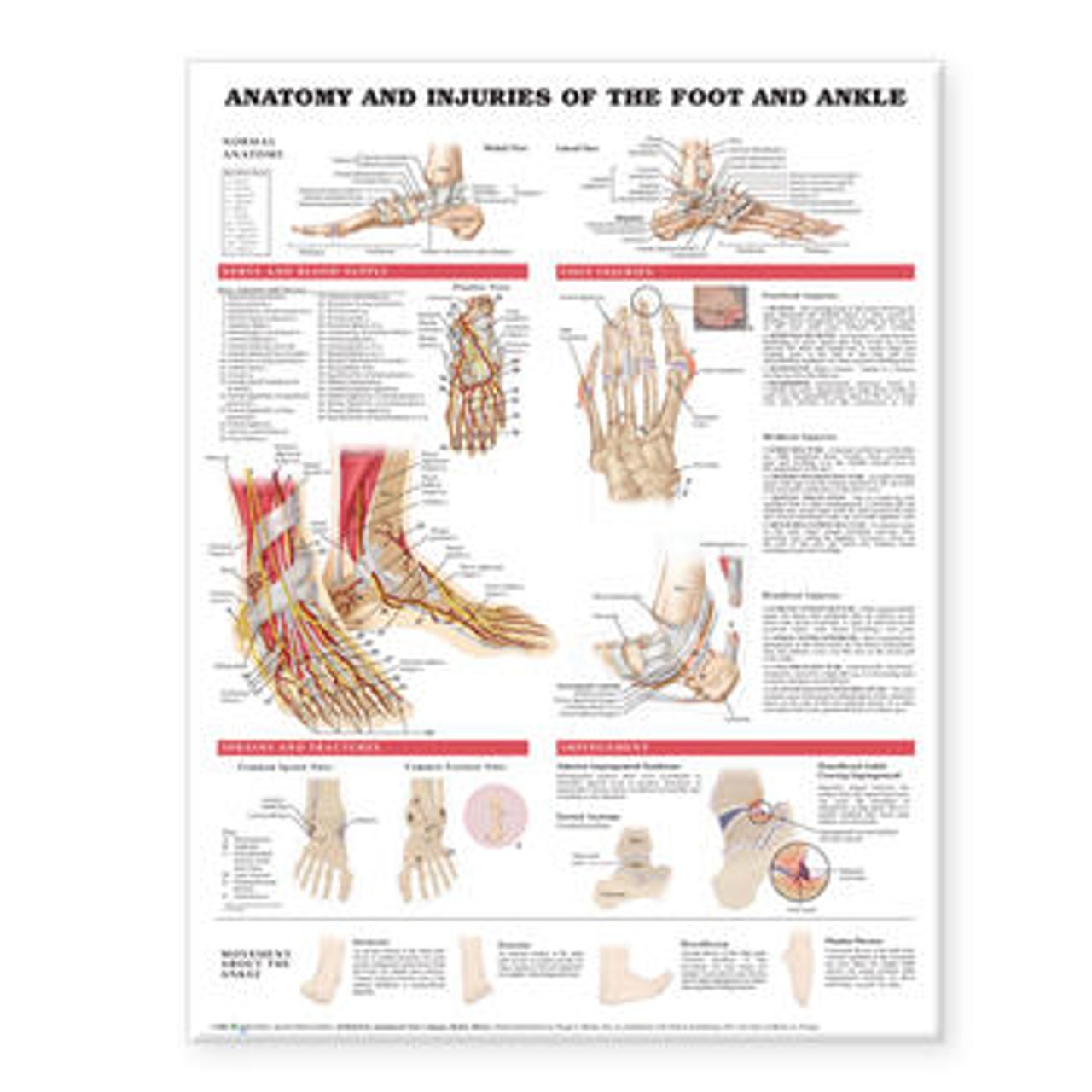 健康・医学 Anatomy of the Foot and ankle Foot and Ankle Anatomical Chart: 9781975214197: Medicine