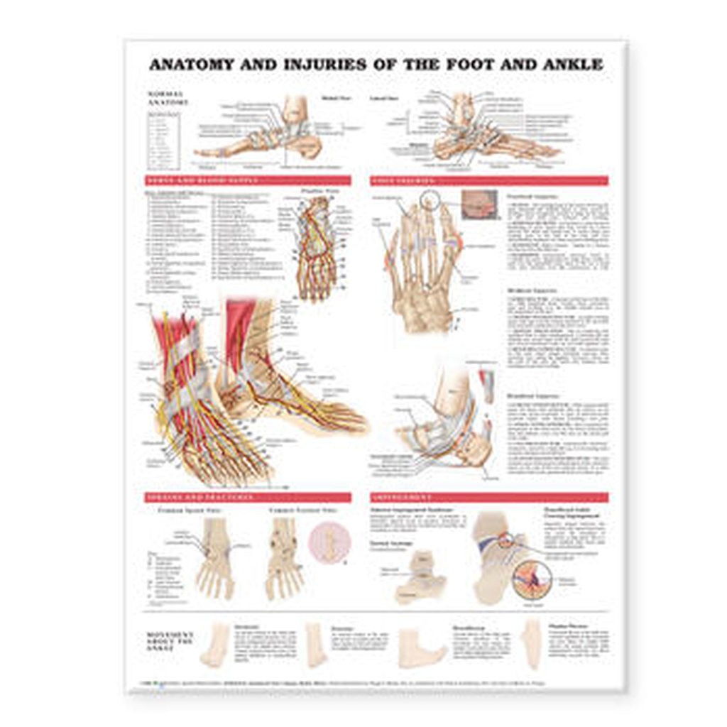 Anatomical Chart Company Anatomy And Injuries Of The Foot And