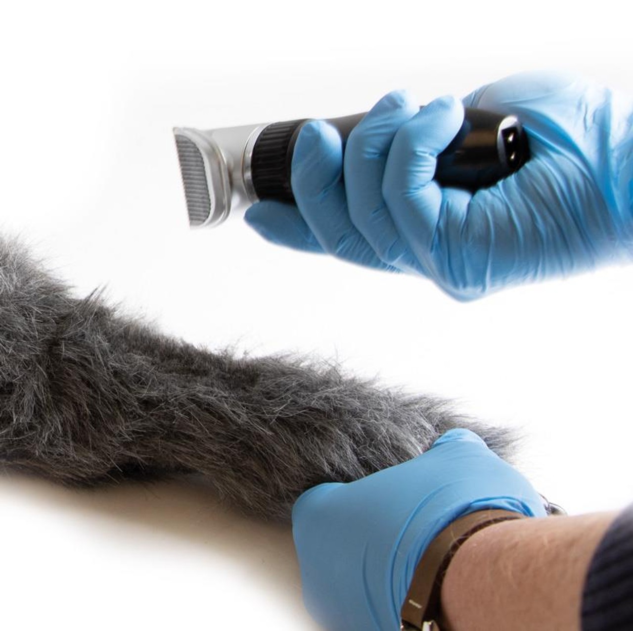 IV. Injection Leg Canine