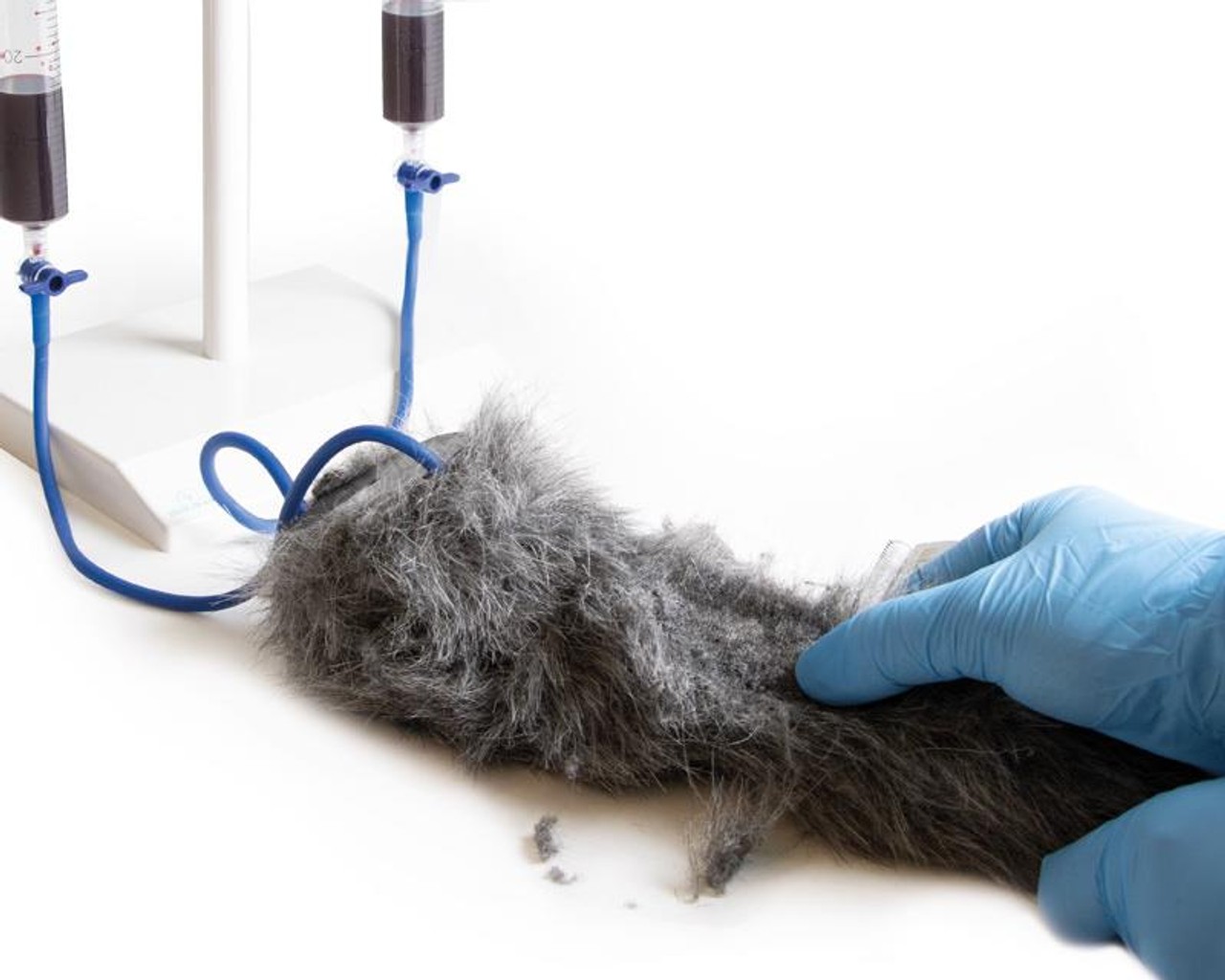 IV. Injection Leg Canine