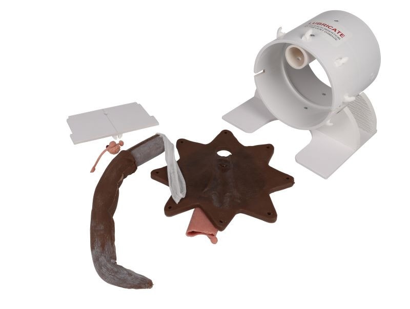 A canine rectal exam task trainer featuring a realistic brown silicone perineum and tail mounted on a white modular base.