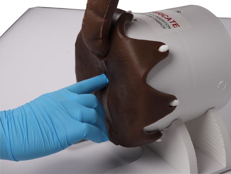 A gloved hand performing a digital rectal examination on the silicone canine model to demonstrate tactile diagnostic training.