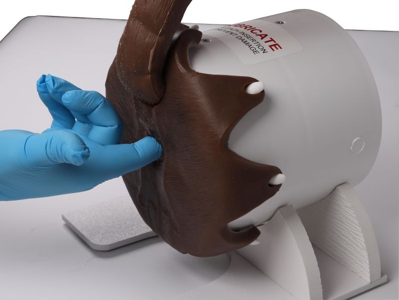 A gloved hand performing a digital rectal examination on the silicone canine model to demonstrate tactile diagnostic training.