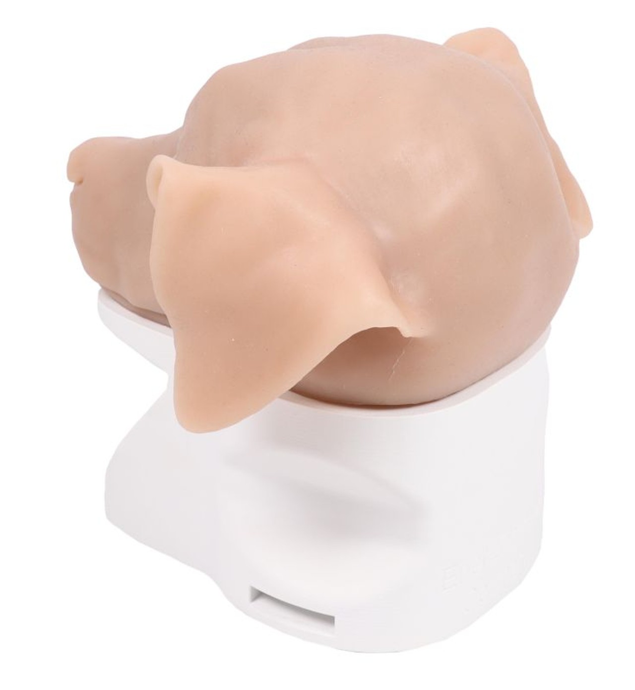 K9 Otoscopy Simulator