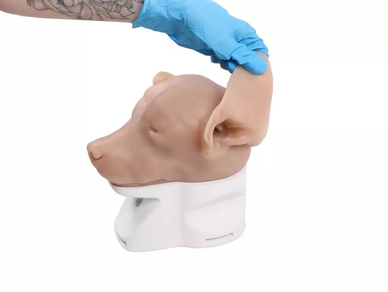 K9 Otoscopy Simulator