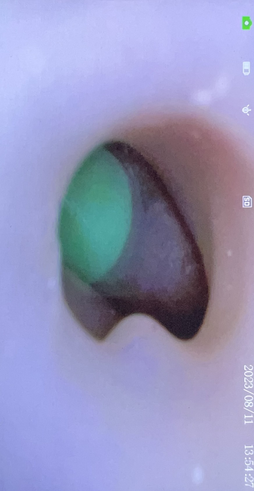 K9 Otoscopy Simulator