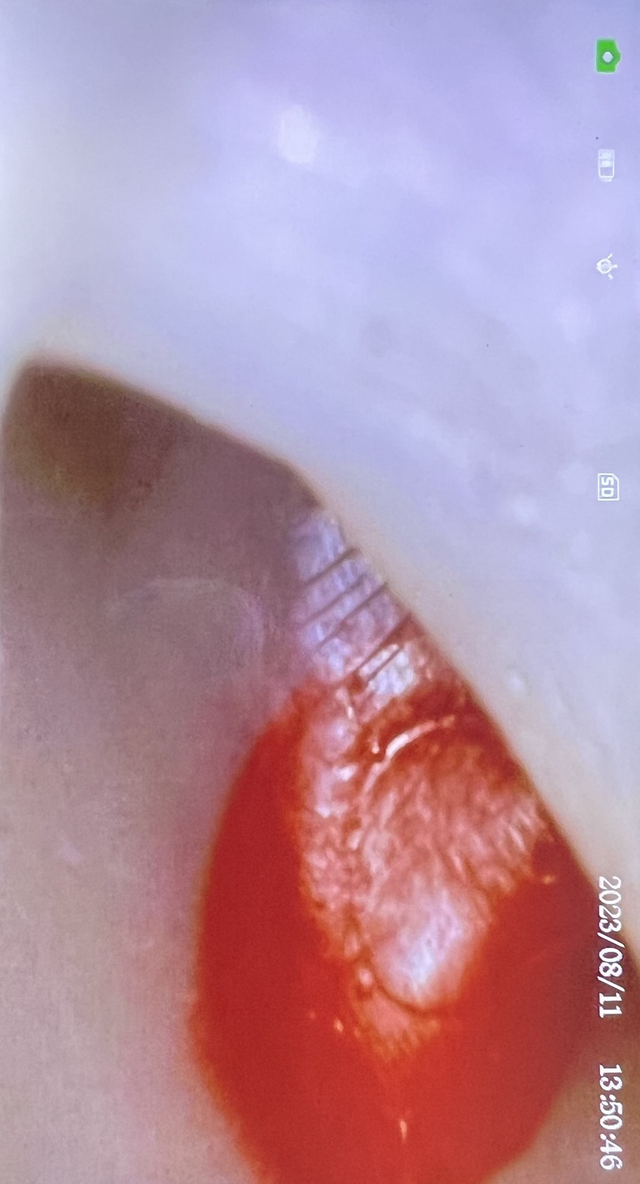 K9 Otoscopy Simulator