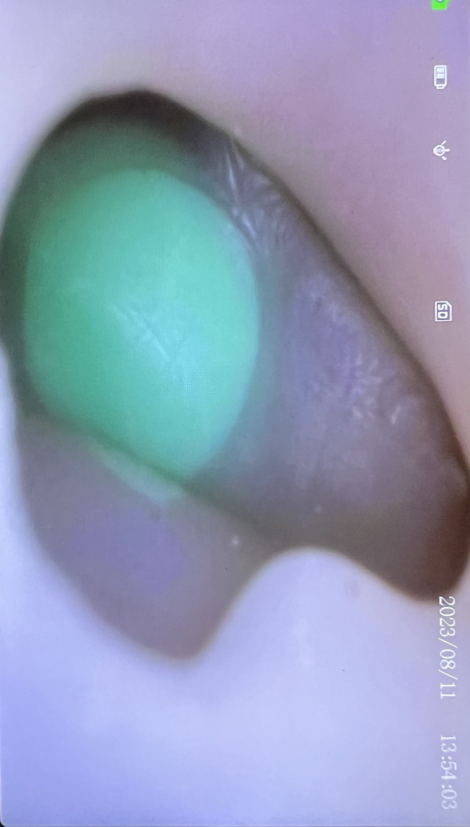 K9 Otoscopy Simulator