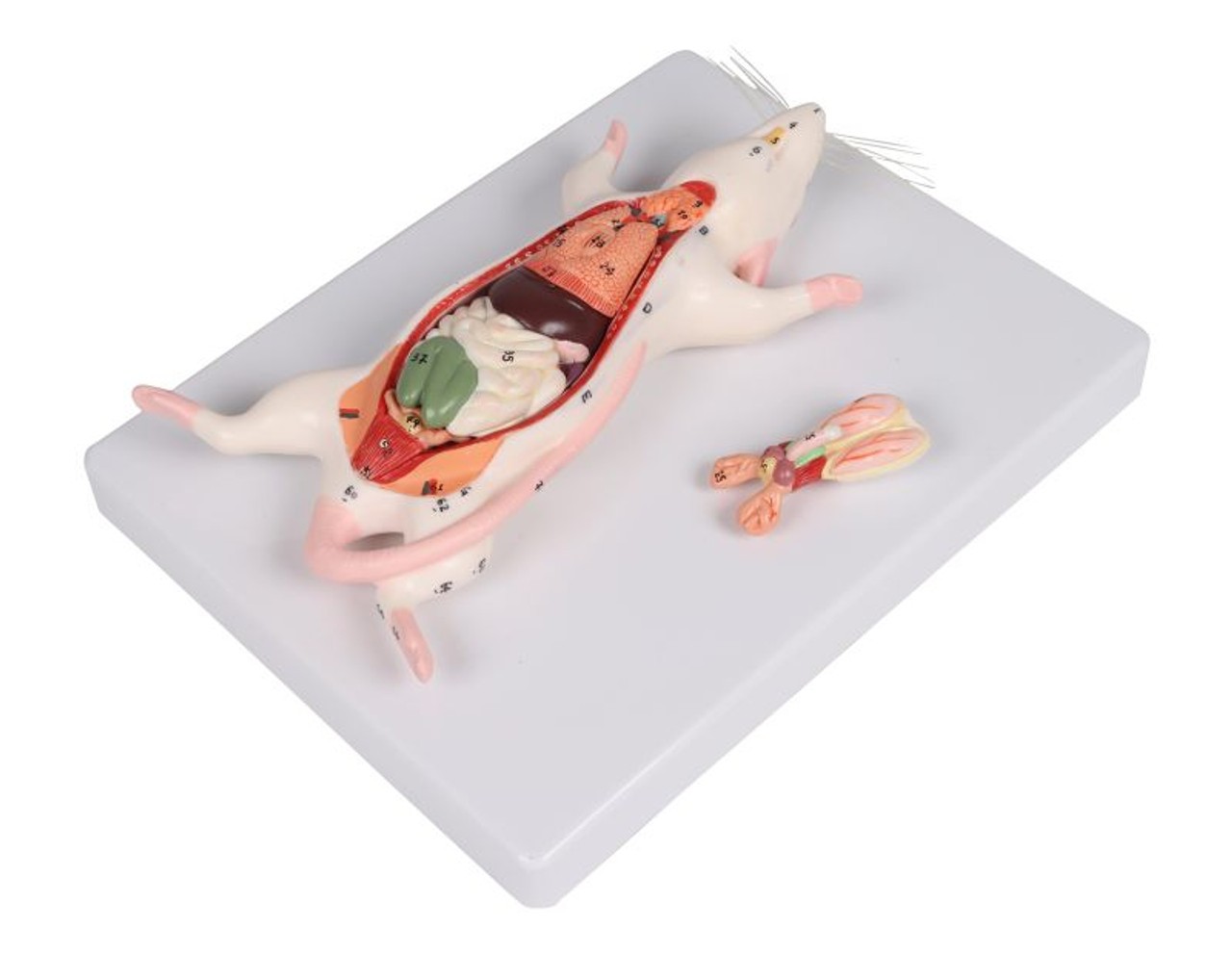 Rat Dissection Model