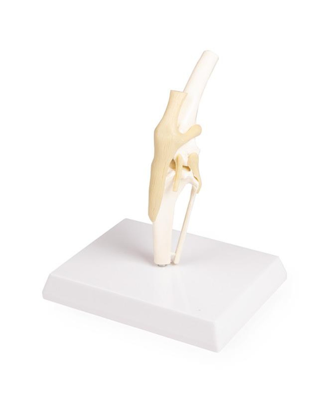 Canine Knee Joint Anatomy Model