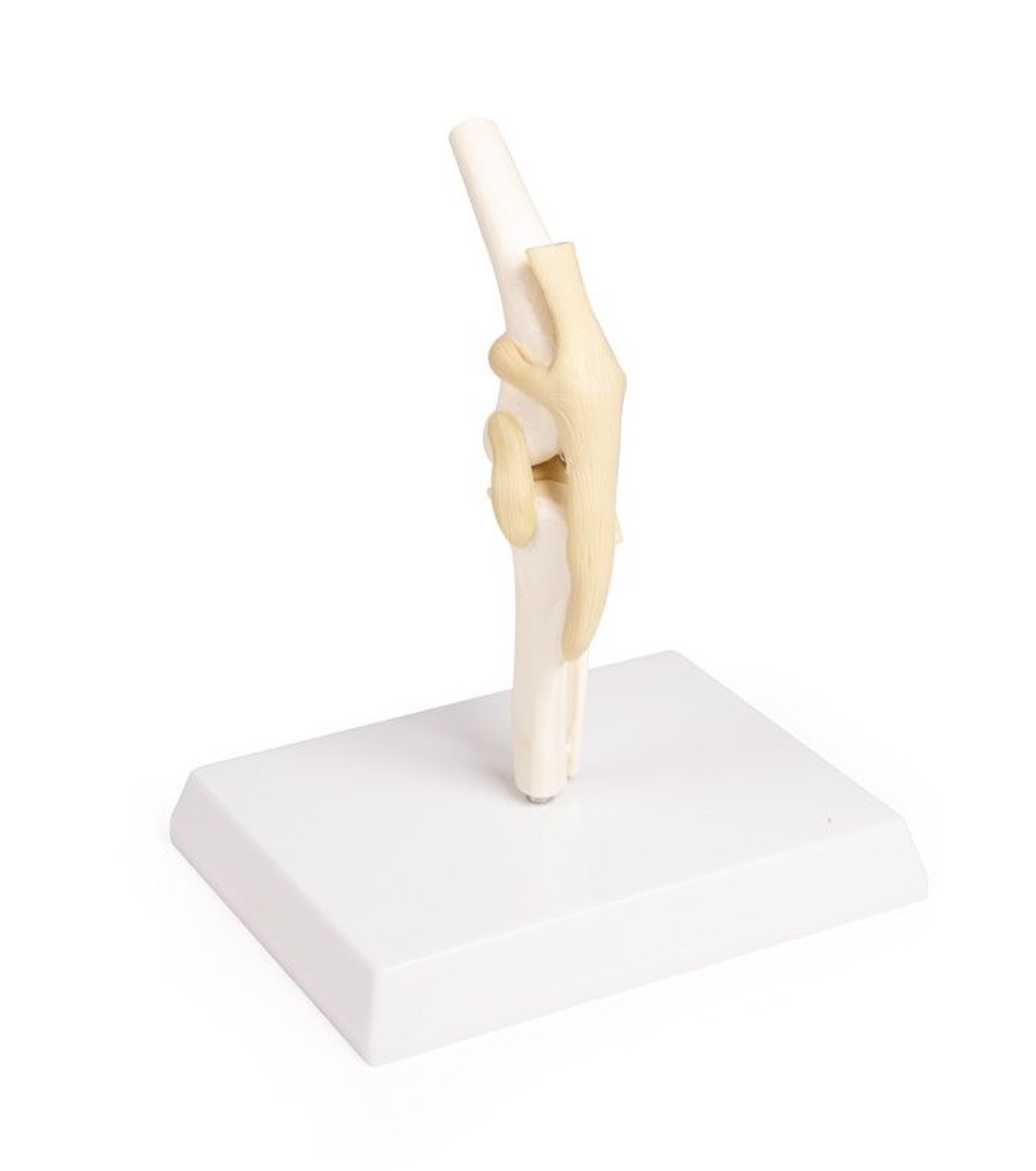 Canine Knee Joint Anatomy Model
