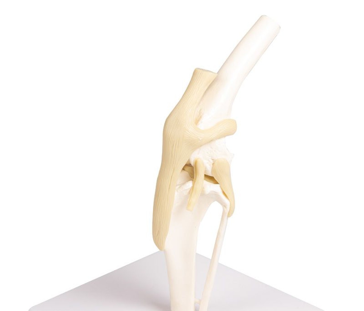 Canine Knee Joint Anatomy Model
