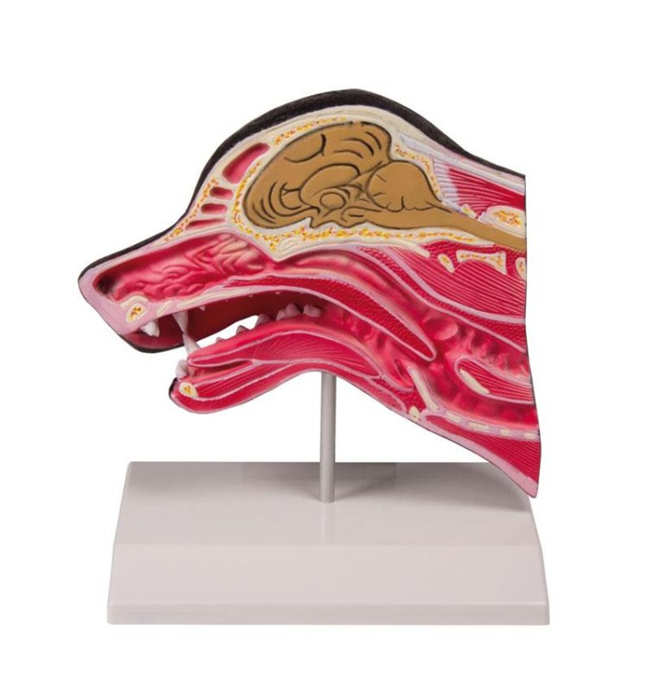 Median Section of a Dog Head Anatomy Model