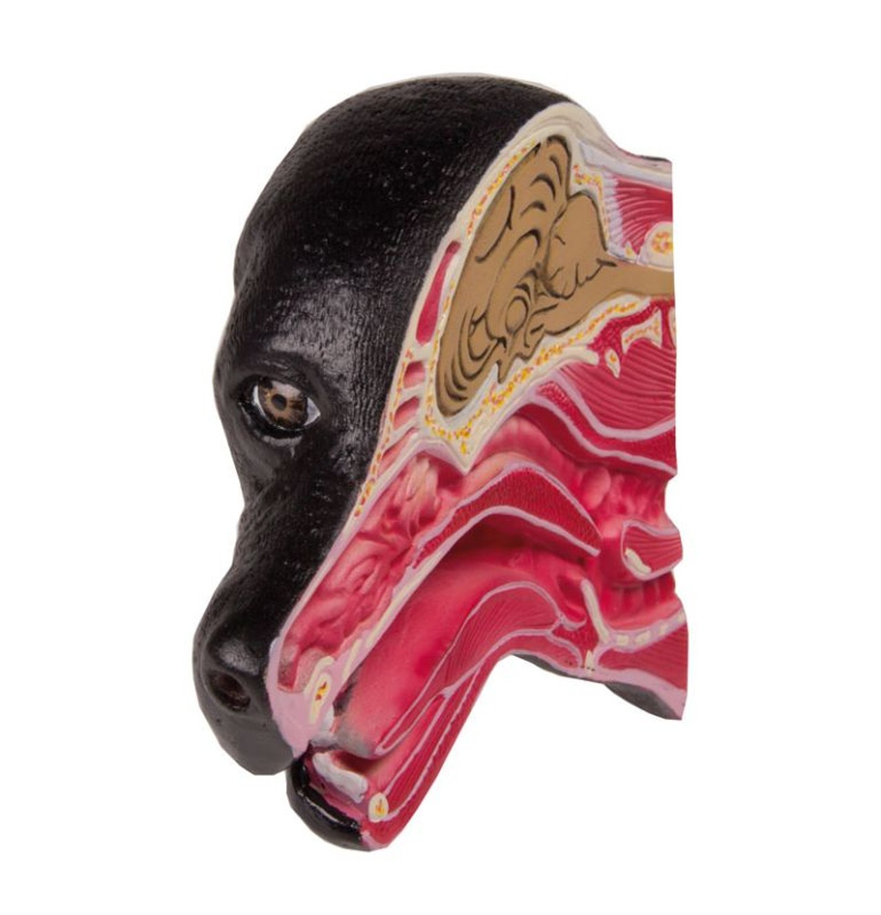 Median Section of a Dog Head Anatomy Model
