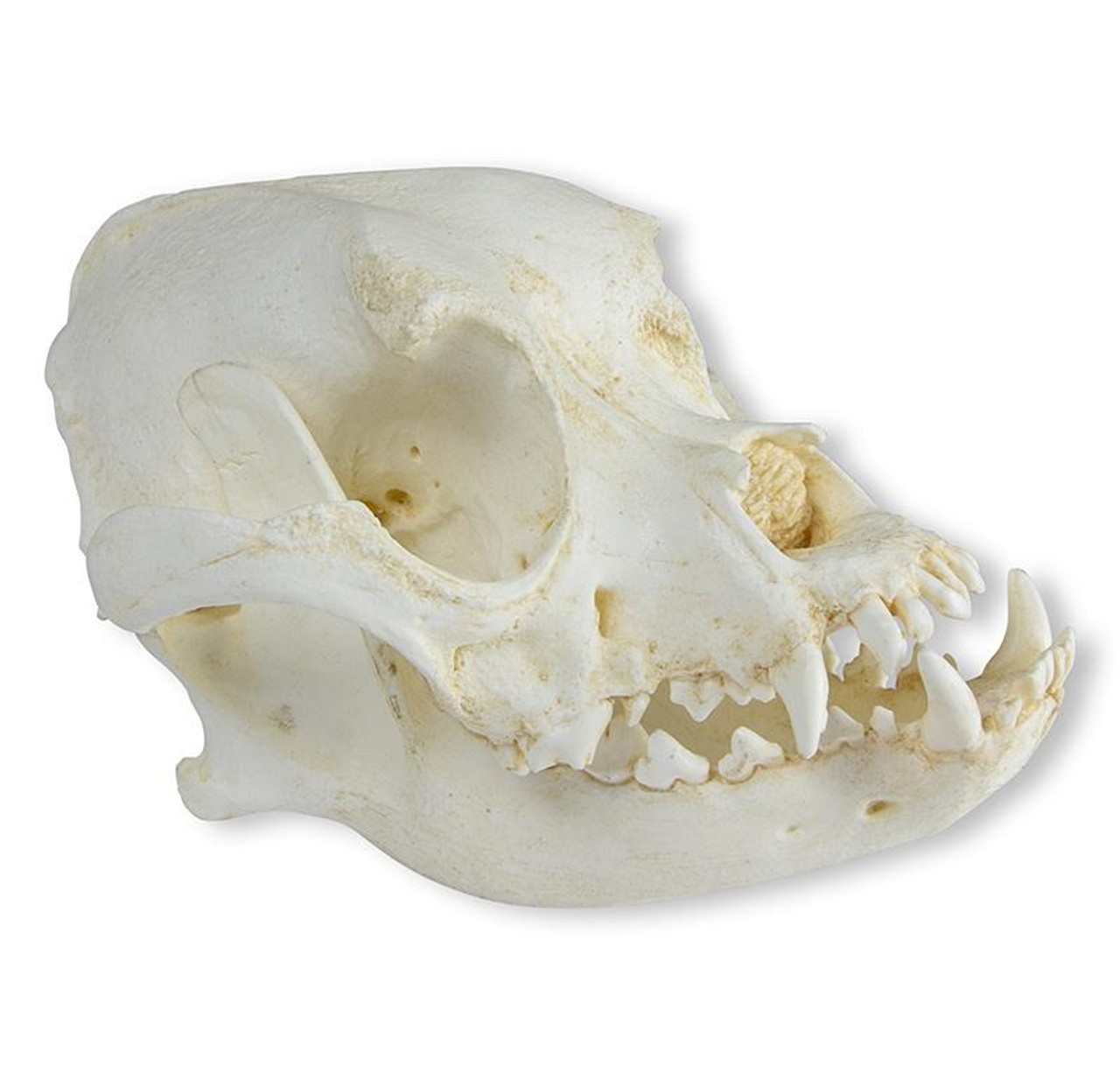 Boxer (Canis familiaris) Skull of Domestic Canine