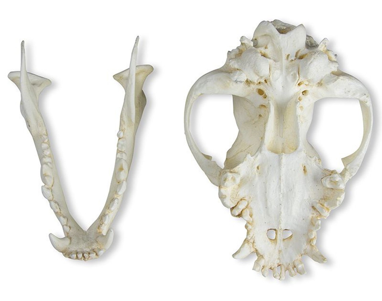 Boxer (Canis familiaris) Skull of Domestic Canine