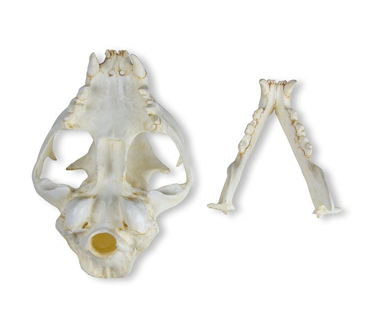Cat (Felis catus) Skull of Domestic Feline