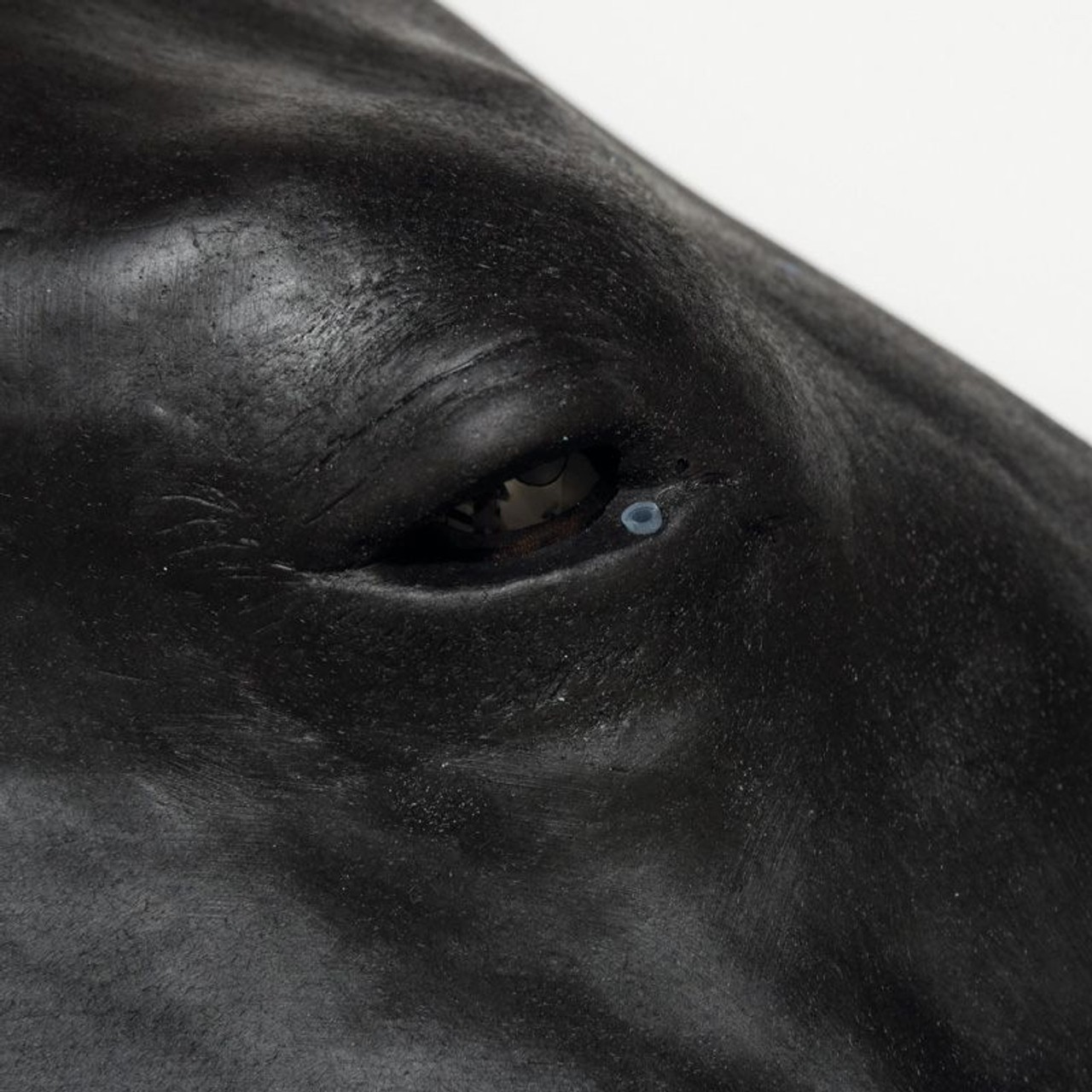 Equine Simulator 1.0