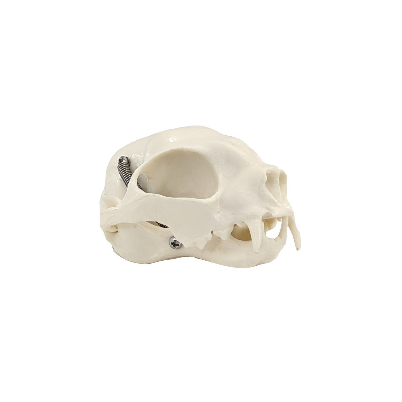 Axis Scientific Cat Skull Anatomy Model, Natural Size, Articulated