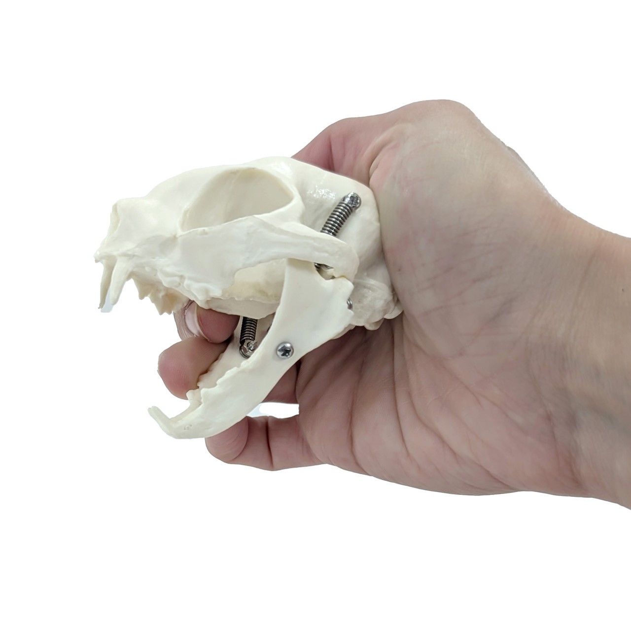 Axis Scientific Cat Skull Anatomy Model, Natural Size, Articulated